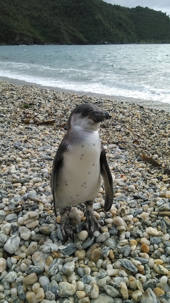 Humboldt Penguin - ML54821461