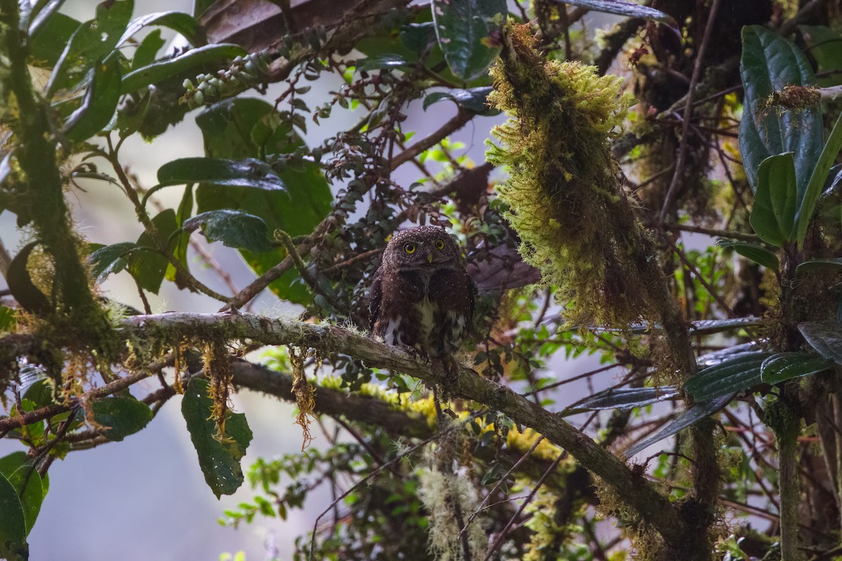 Costa Rican Pygmy-Owl - ML548214811