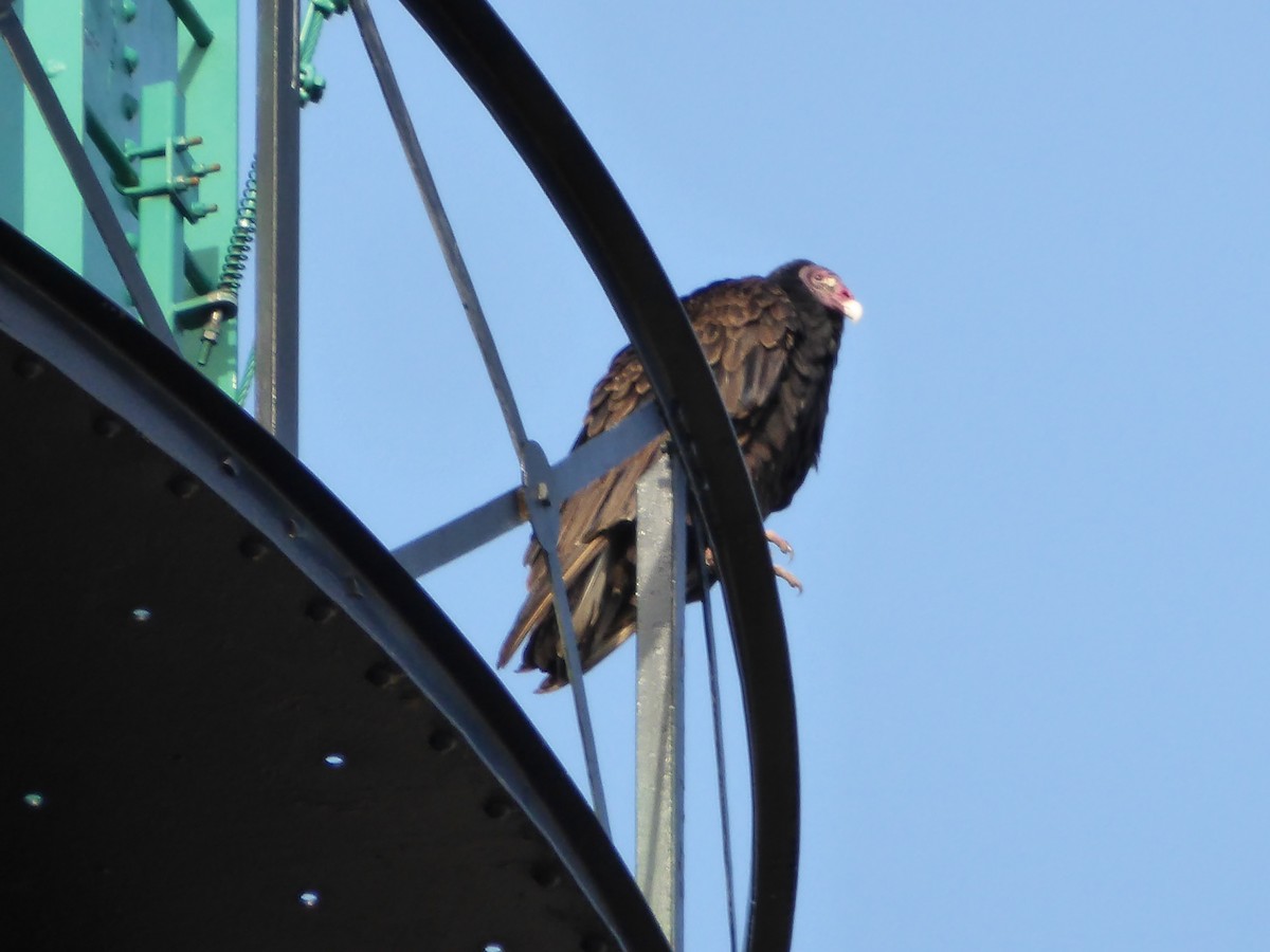 Turkey Vulture - ML54821551