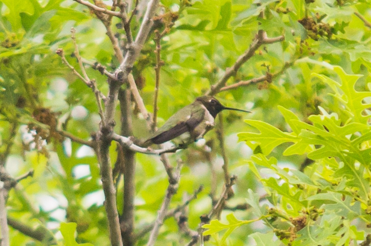 Ruby-throated/Black-chinned Hummingbird - ML548215691