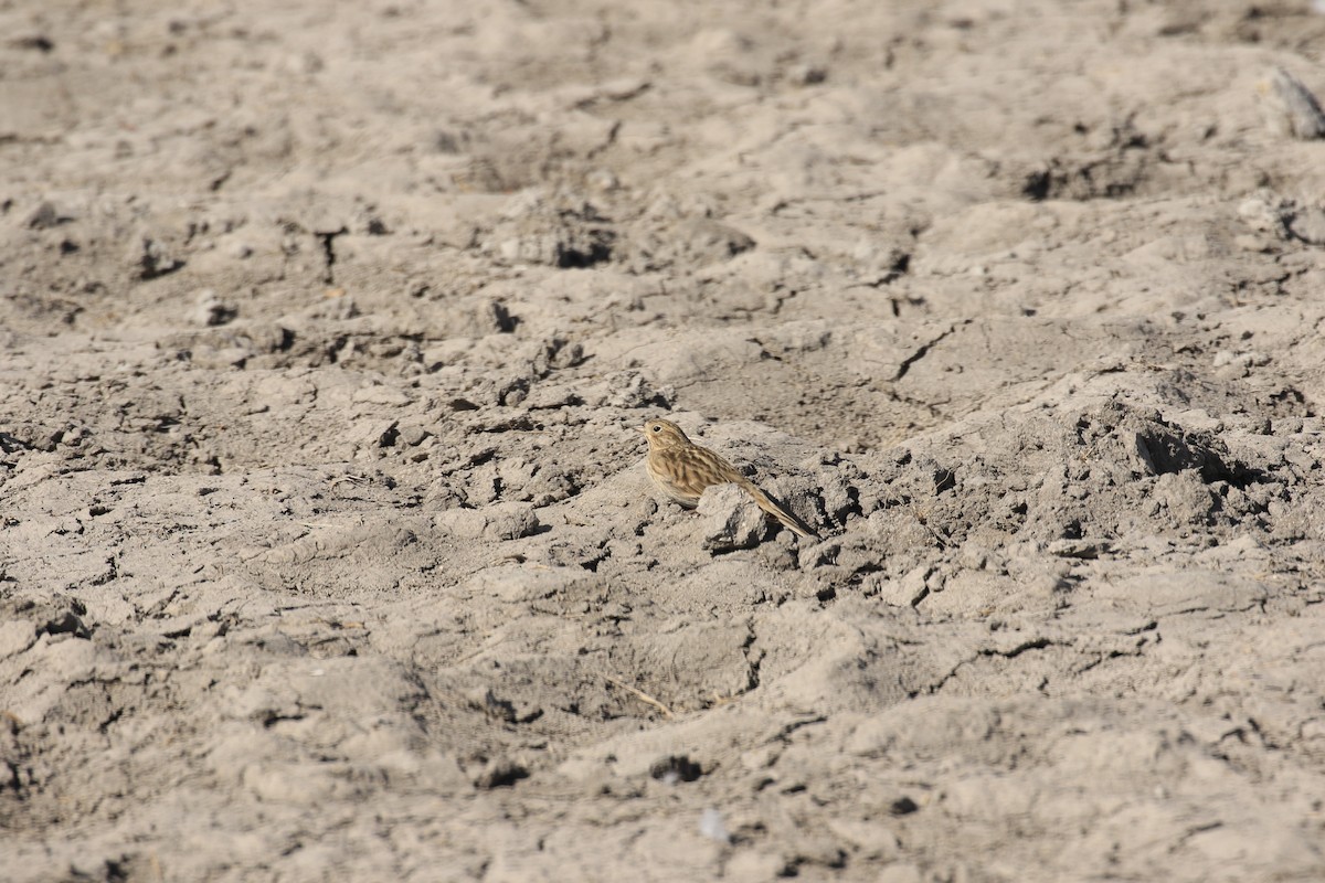 Chestnut-collared Longspur - ML548215831