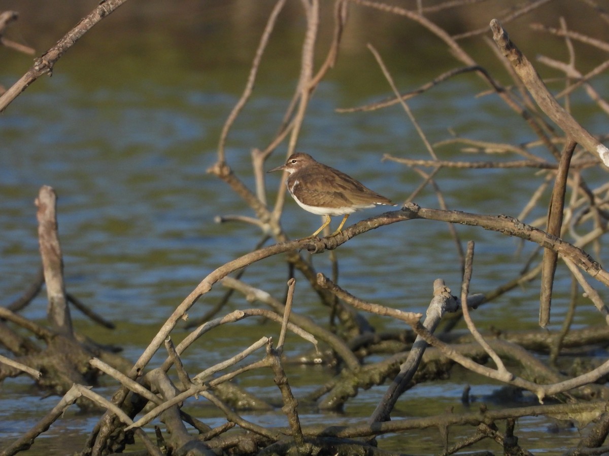 Spotted Sandpiper - ML548220281