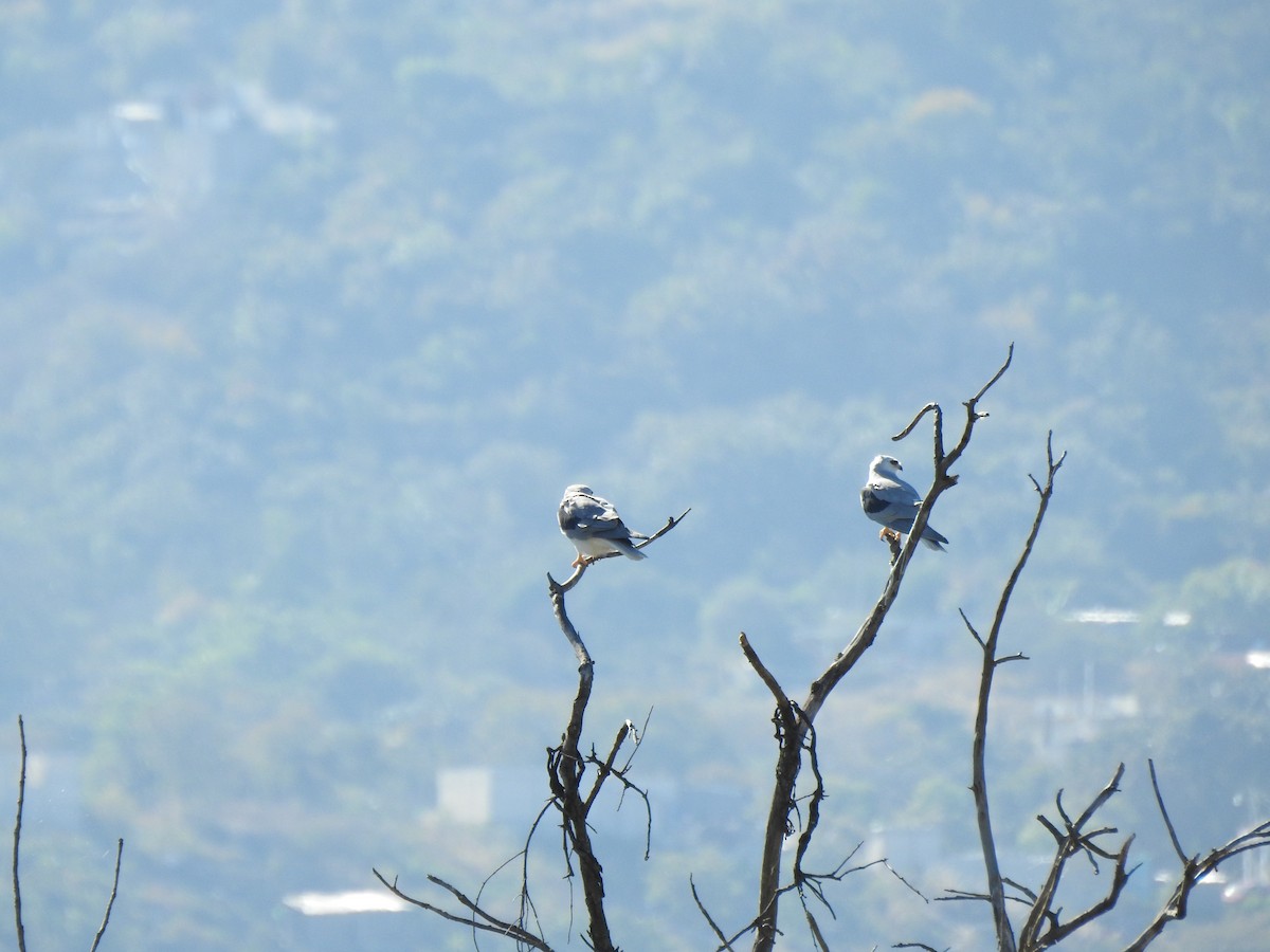 White-tailed Kite - ML548221381