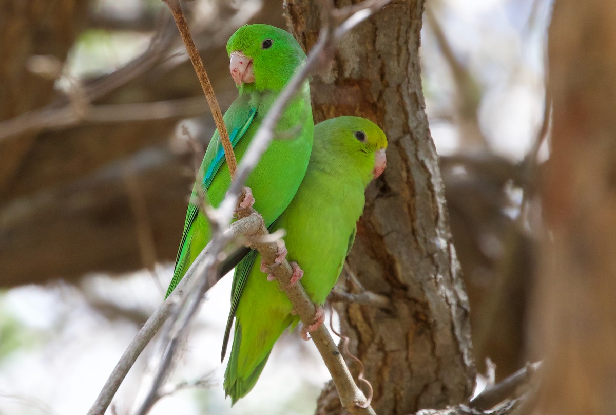 Green-rumped Parrotlet - Ken Rosenberg