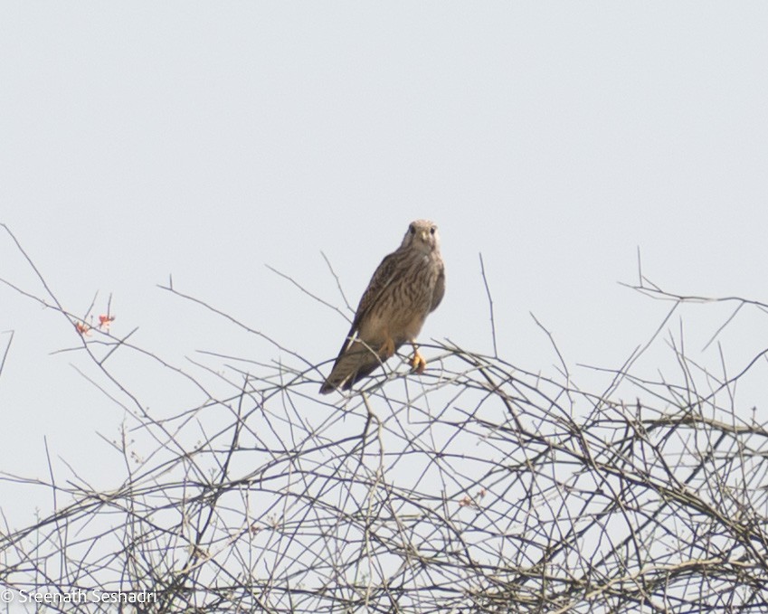 Eurasian Kestrel - ML548221911