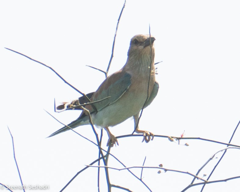 European Roller - ML548222491