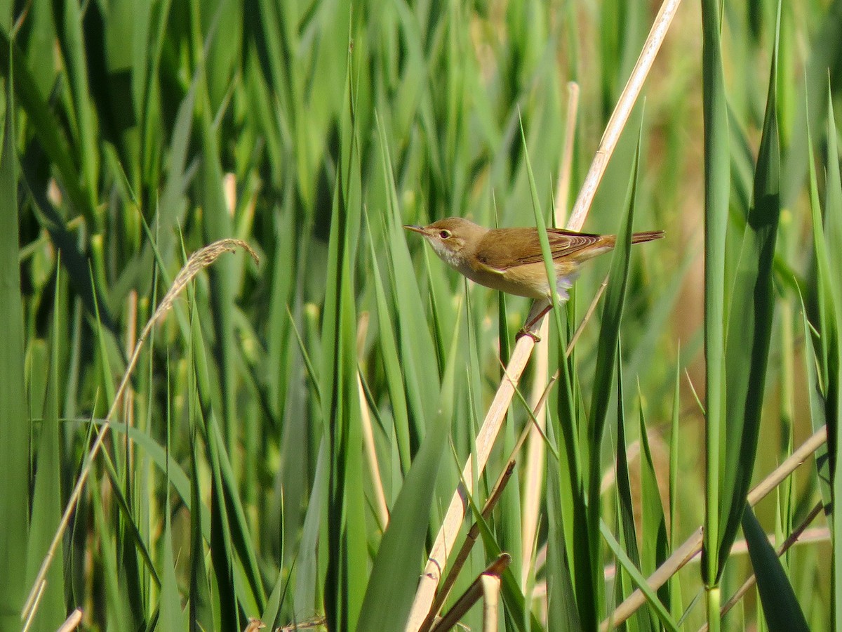 Common Reed Warbler - ML54822271