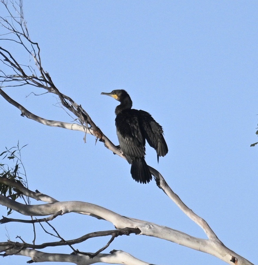 Great Cormorant - ML548223071