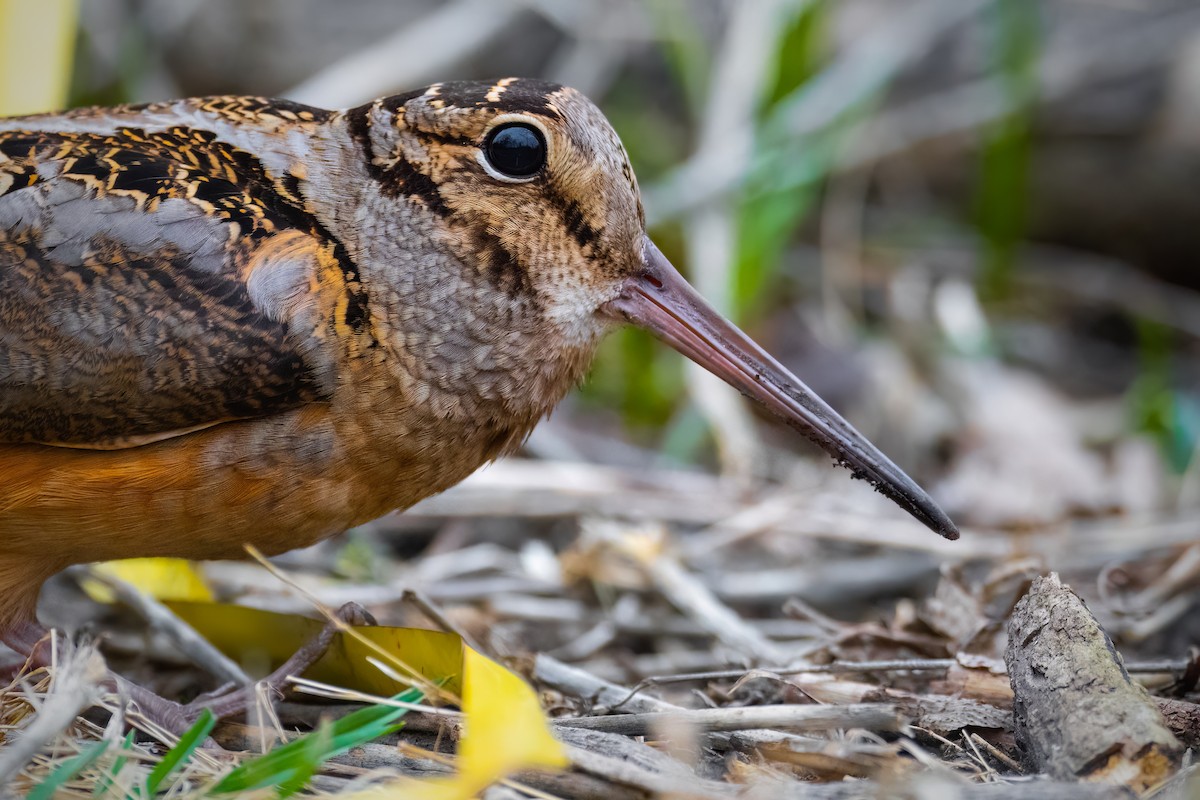 eBird Checklist - 21 Mar 2023 - Westchester, not precise location. - 9 ...
