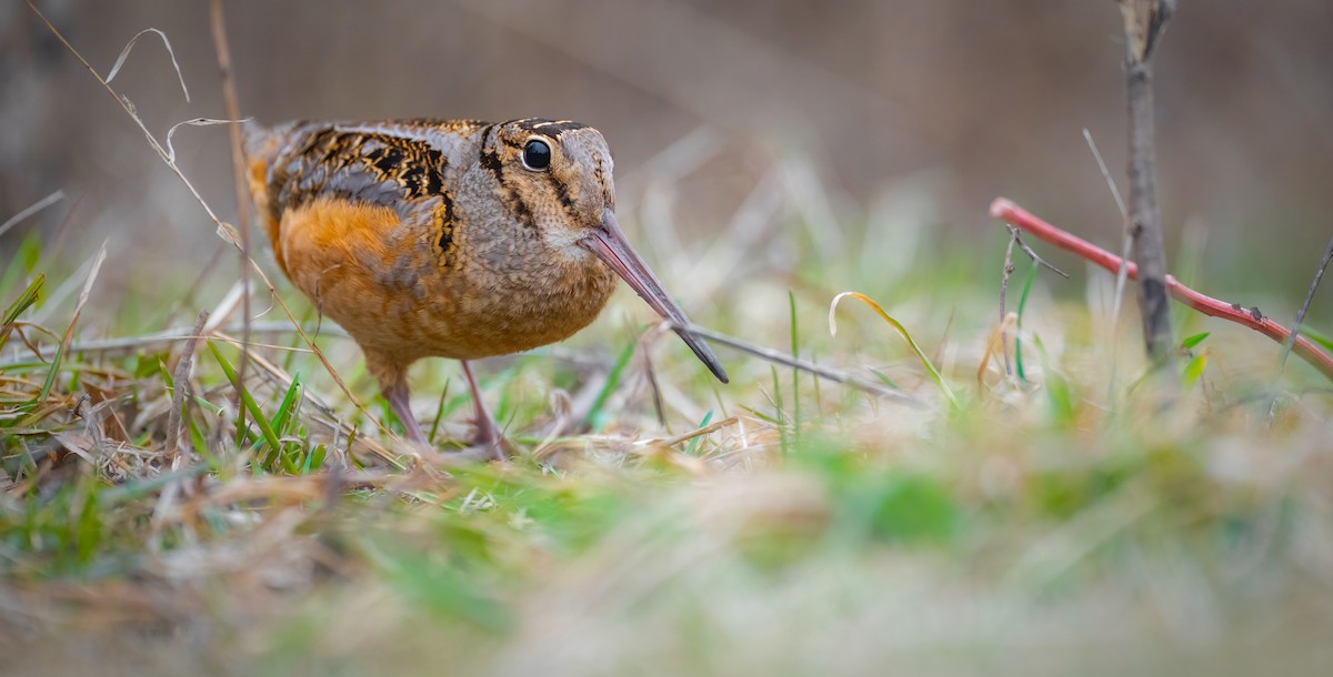 American Woodcock - ML548223301