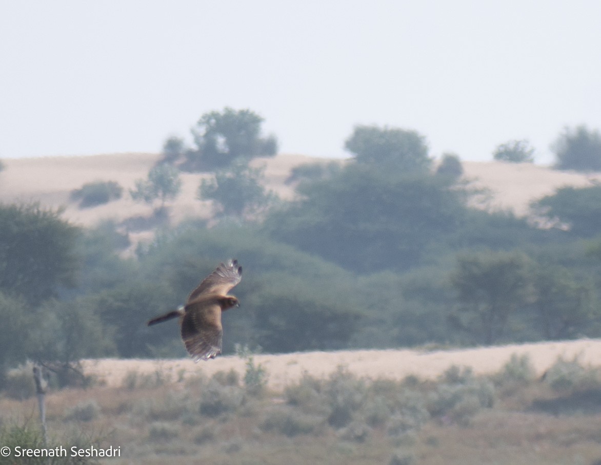 Pallid Harrier - ML548223631