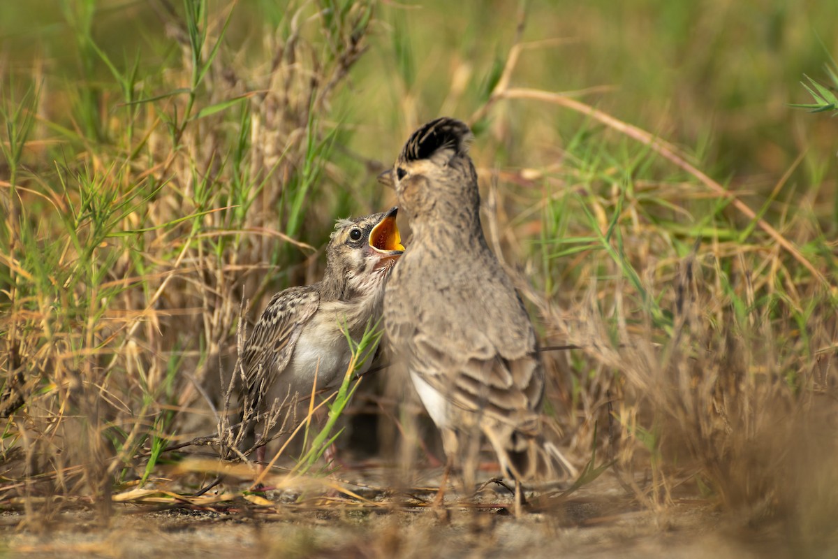 Sand Lark - Hiren Khambhayta