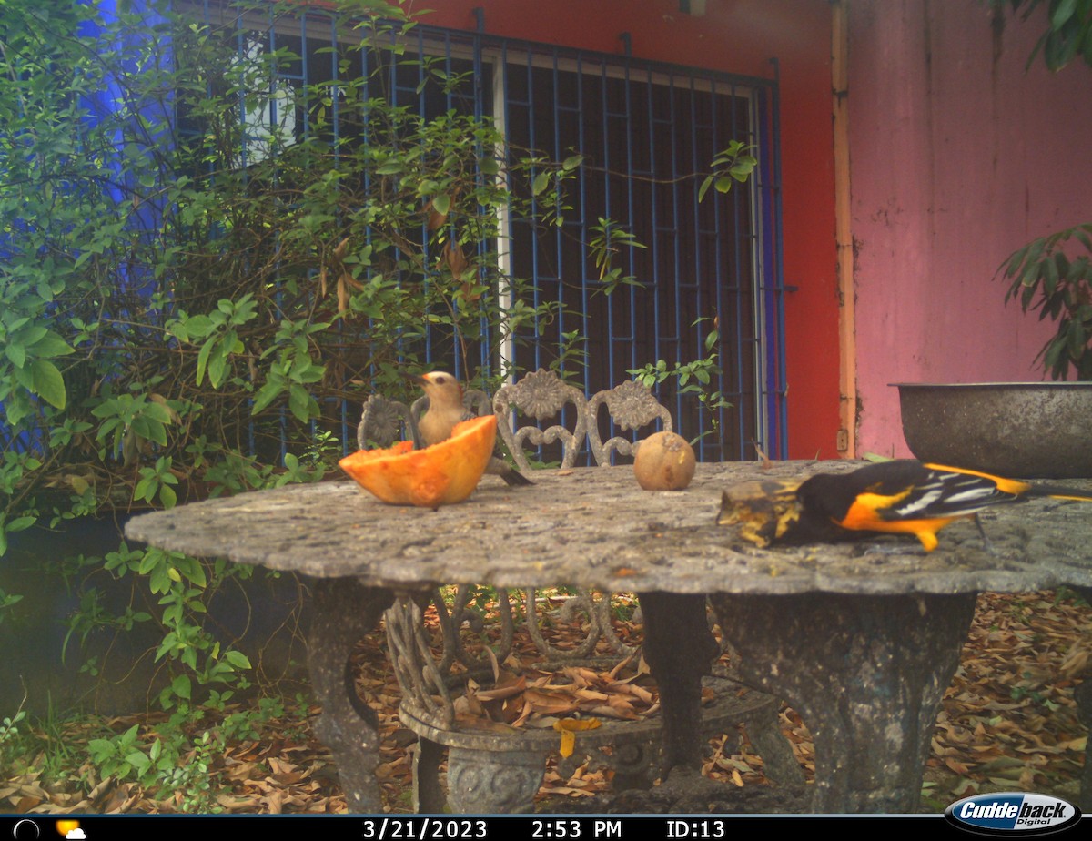 Golden-fronted Woodpecker - ML548225051