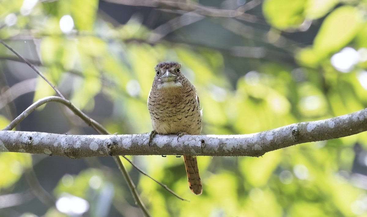 Barred Puffbird - ML548225781