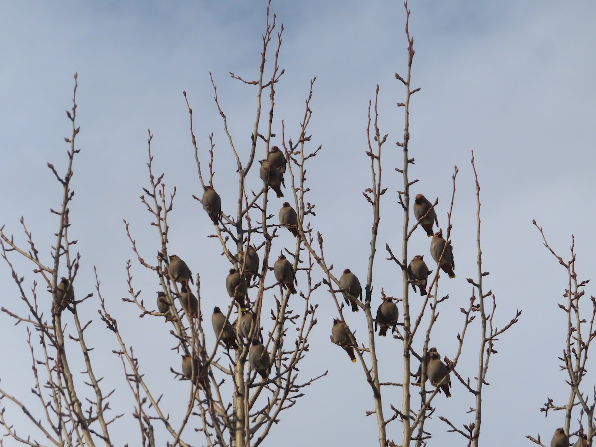 Bohemian Waxwing - ML548226681