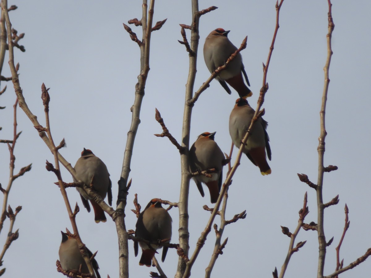 Bohemian Waxwing - ML548226731