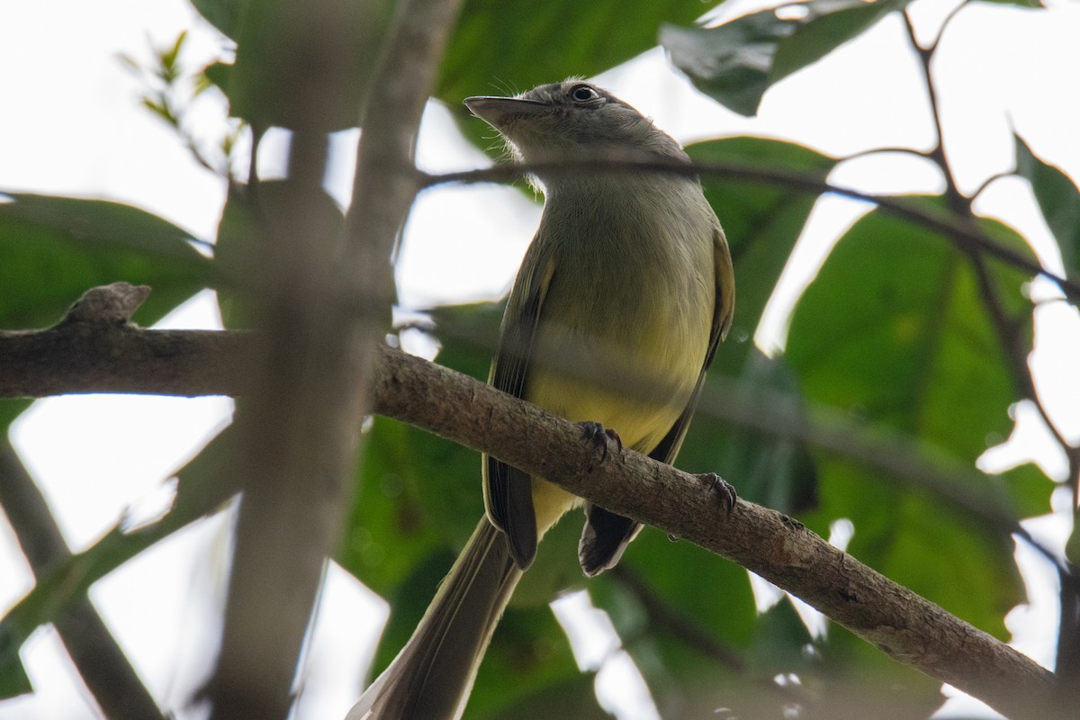 Yellow-olive Flatbill - ML548226961