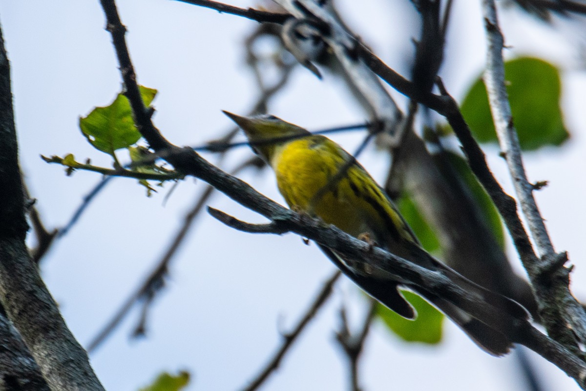 Magnolia Warbler - ML548227101