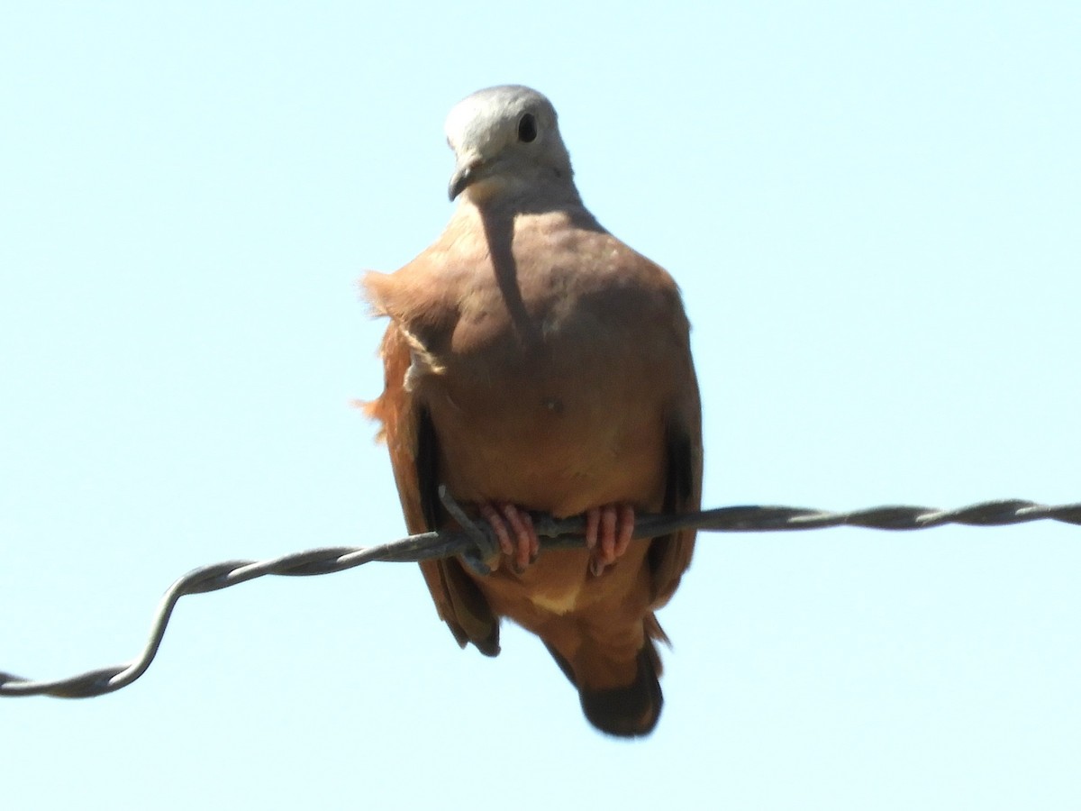 Ruddy Ground Dove - ML548227461