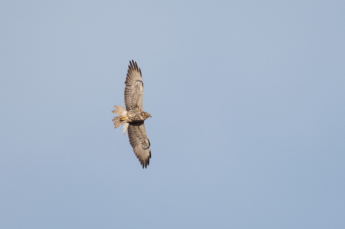 Swainson's Hawk - ML54822831