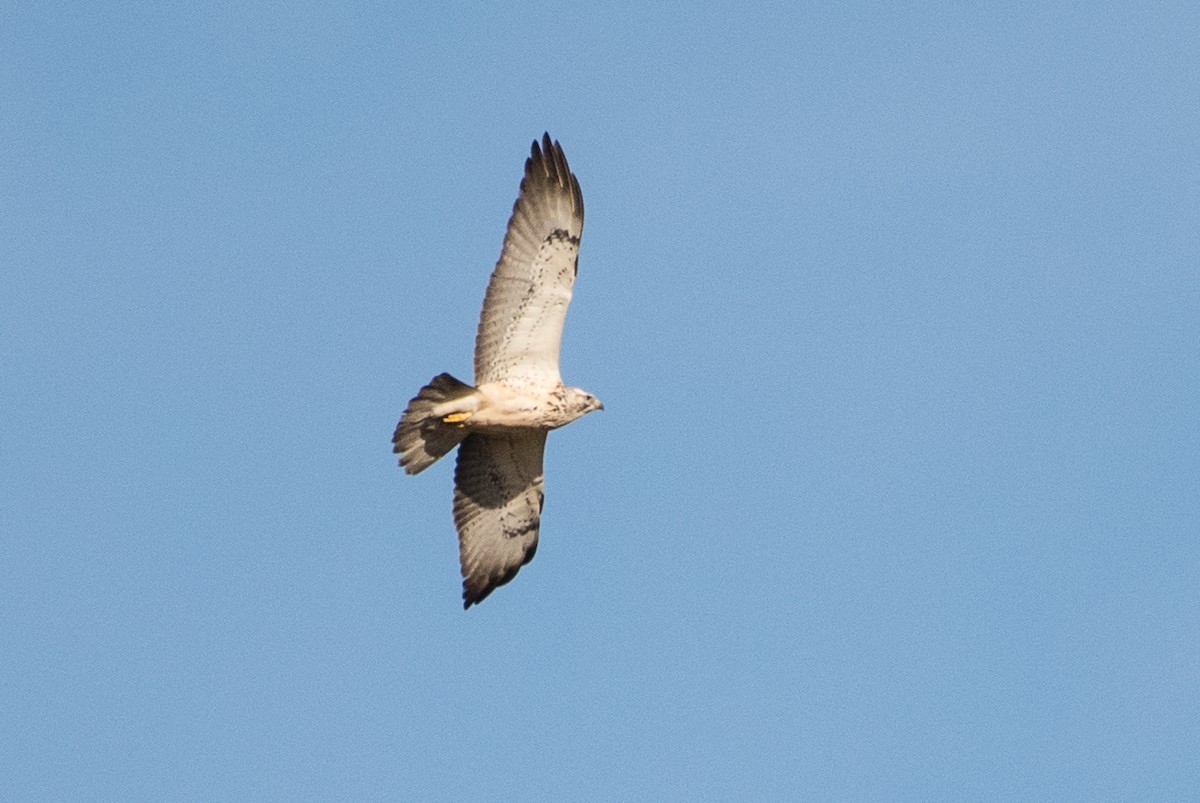 Swainson's Hawk - ML54822841