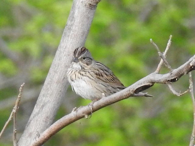 Lincoln's Sparrow - ML54822851