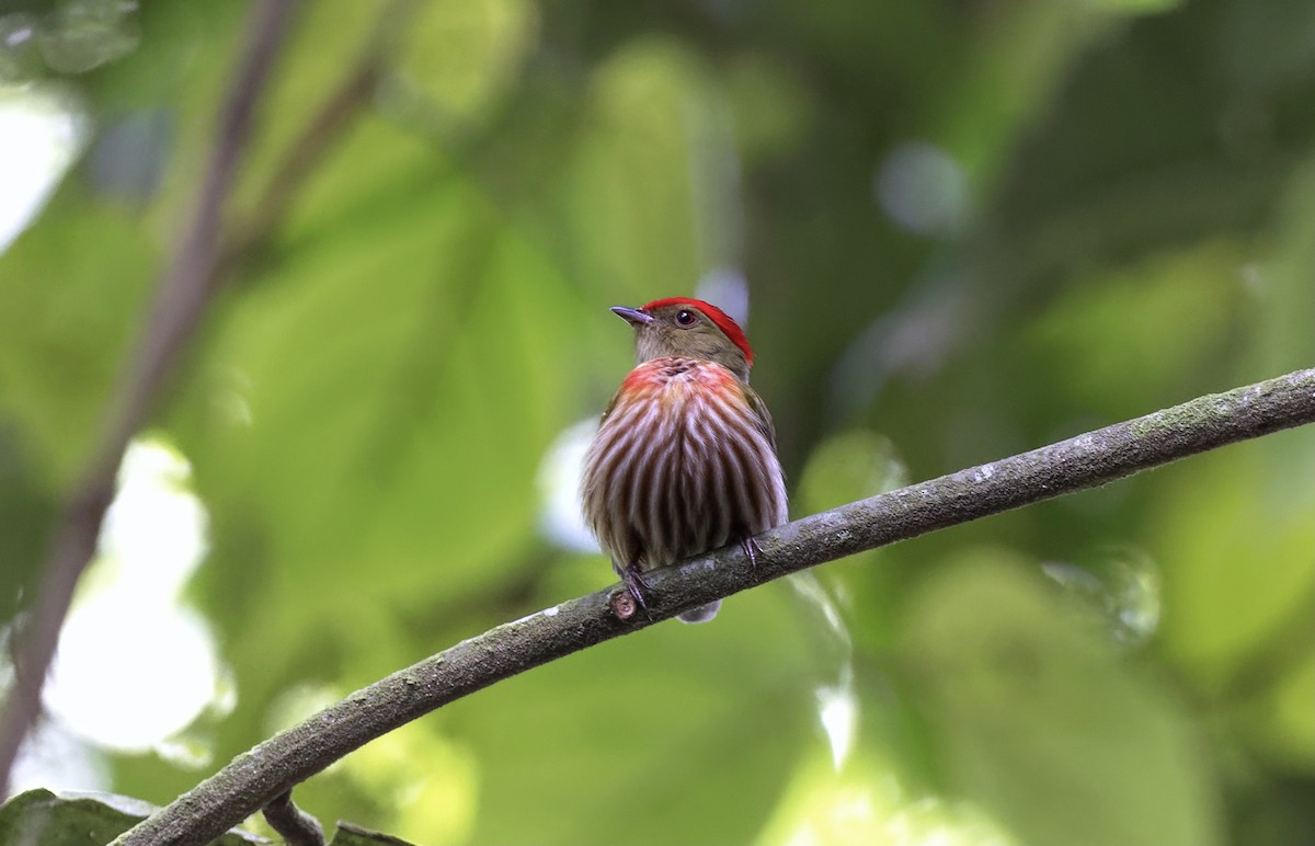 Striolated Manakin - ML548229311