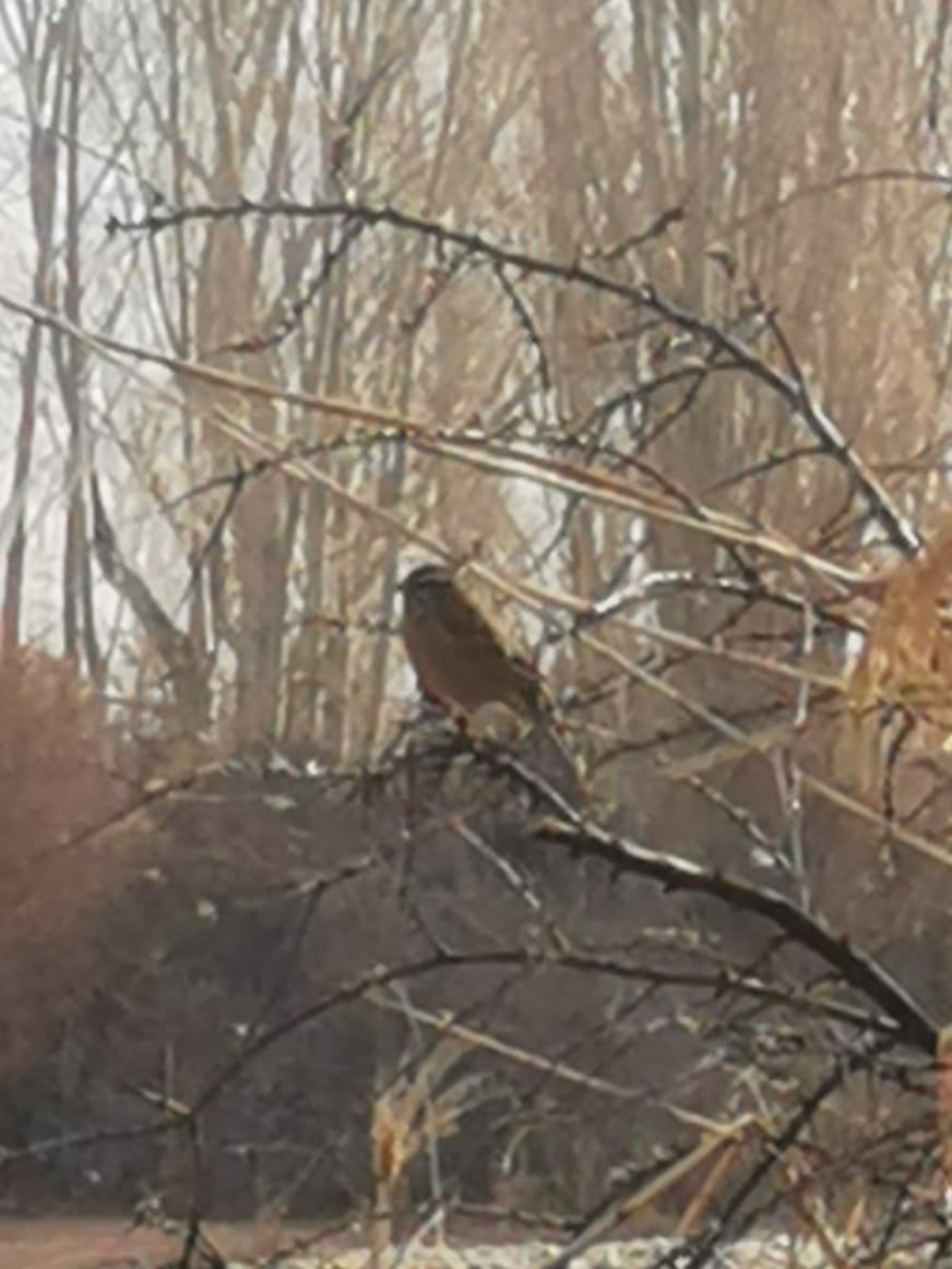 Rock Bunting - ML548229321