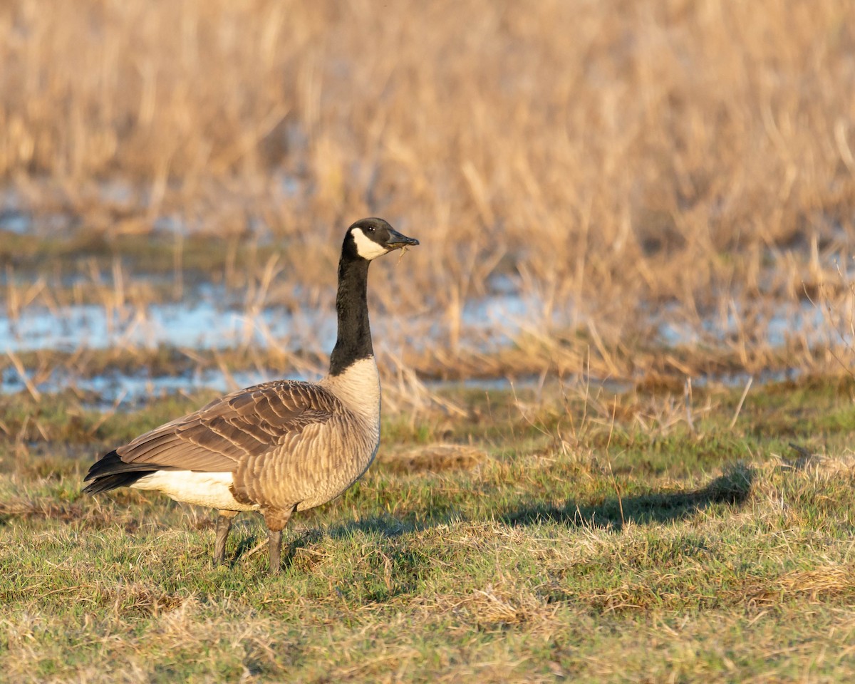 Canada Goose - ML548229641
