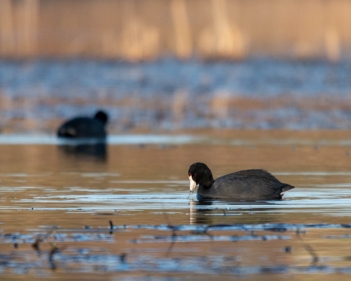 American Coot - Benjamin Therriault