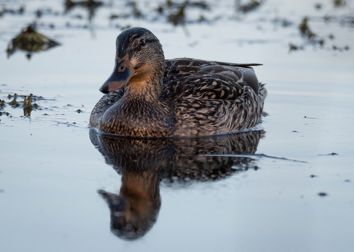 Mallard - ML548229661