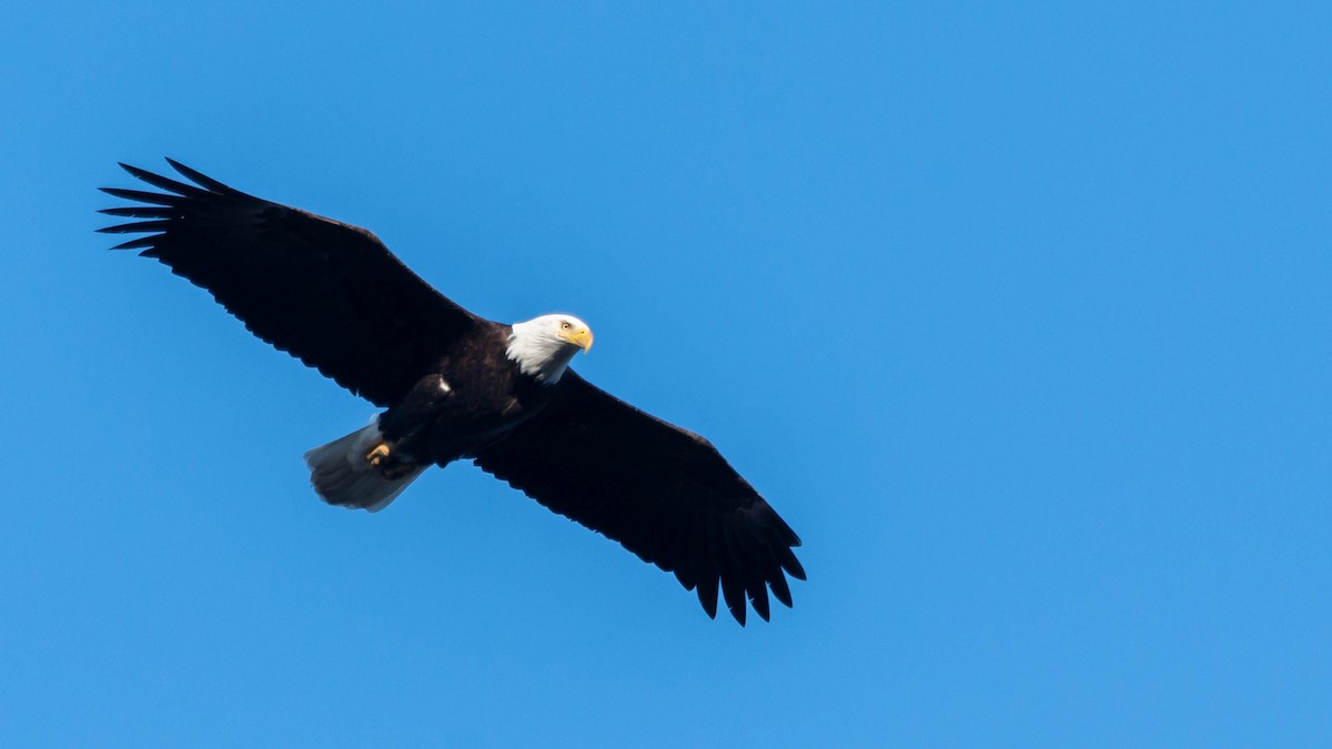 Bald Eagle - ML548229691