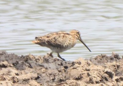 Pin-tailed Snipe - ML548230091