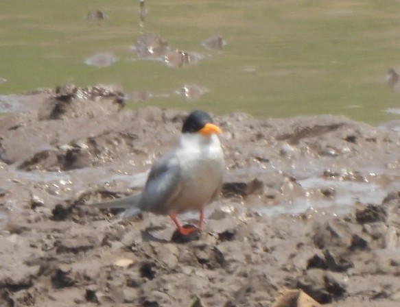 River Tern - ML548230181