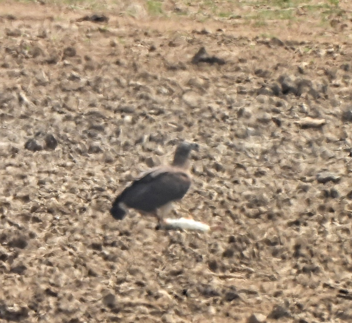 Gray-headed Fish-Eagle - ML548230241