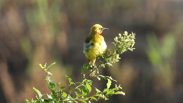 Spectacled Weaver - ML548230371