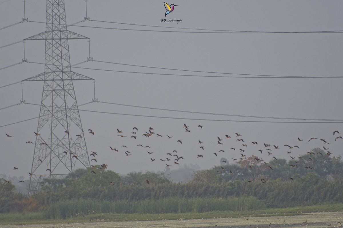 Fulvous Whistling-Duck - ML548230391