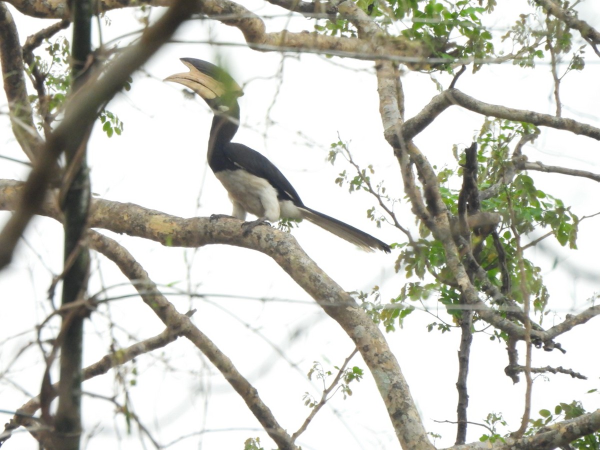Malabar Pied-Hornbill - Ramesh R