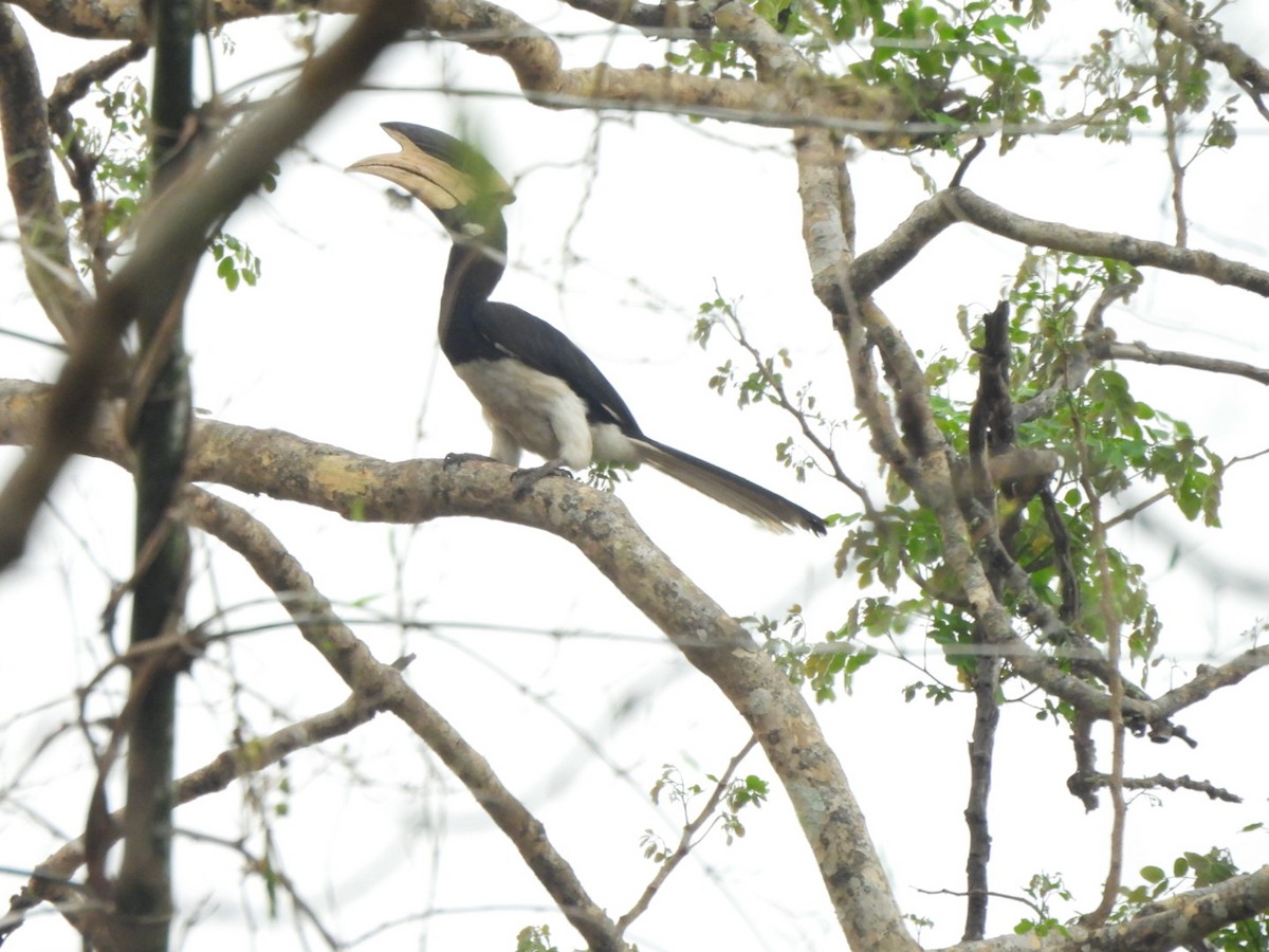 Malabar Pied-Hornbill - ML548230411