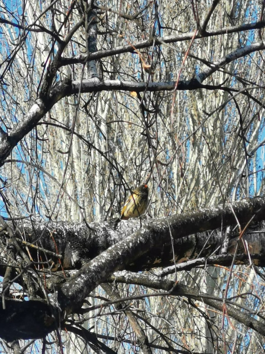 Fire-fronted Serin - ML548230491