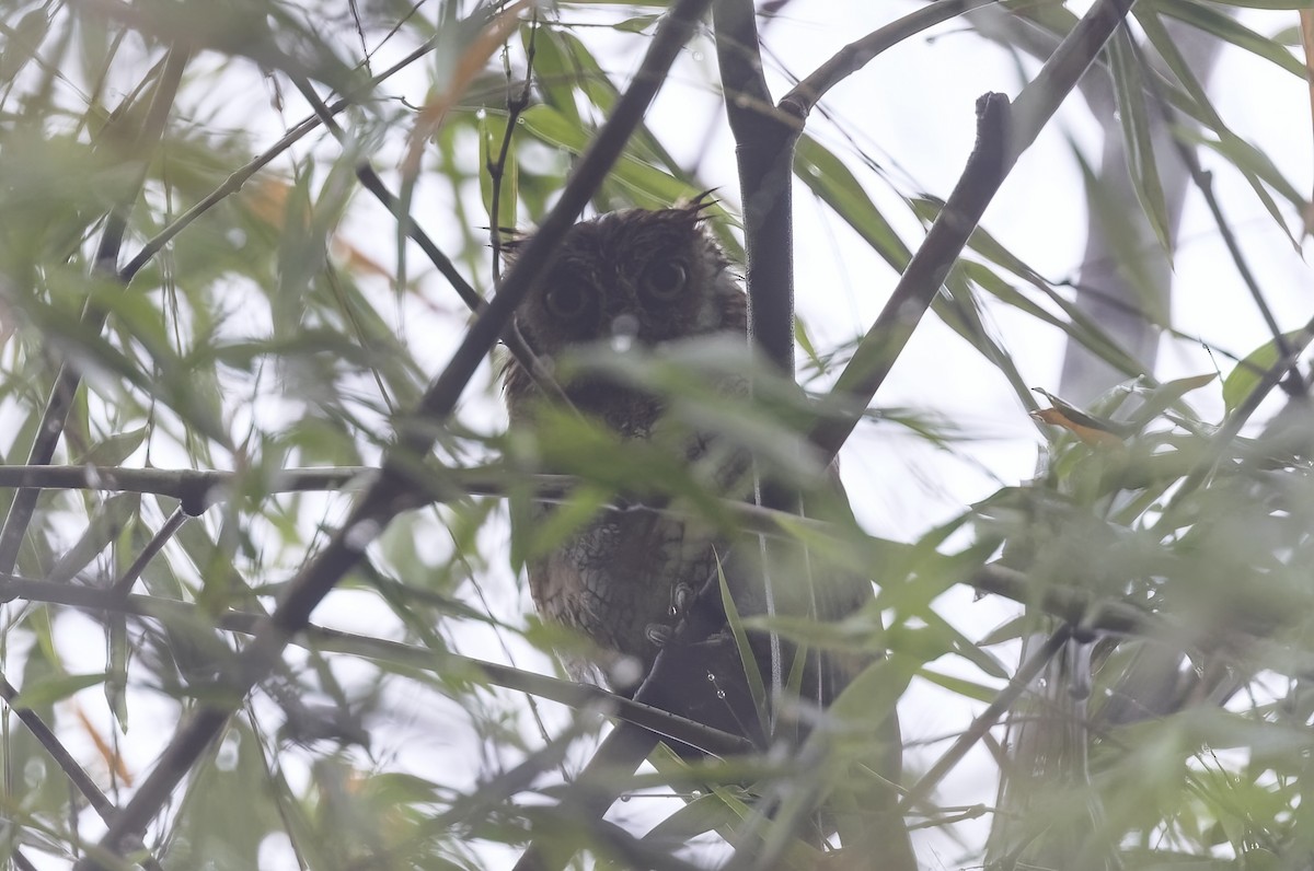 Tropical Screech-Owl - Timo Mitzen