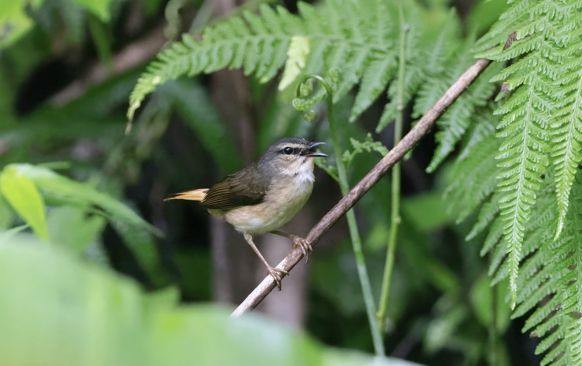 Buff-rumped Warbler - Timo Mitzen