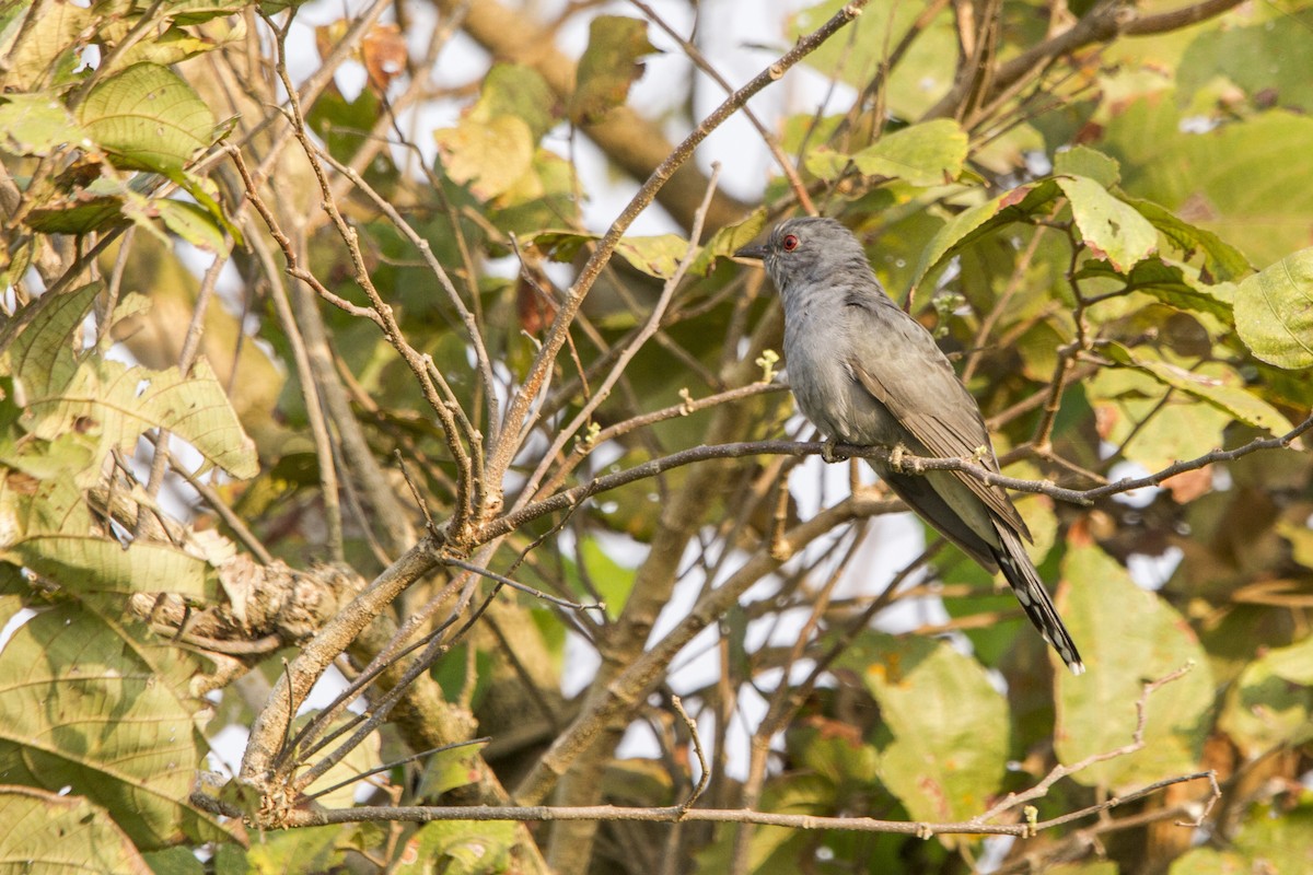 Gray-bellied Cuckoo - ML548231611