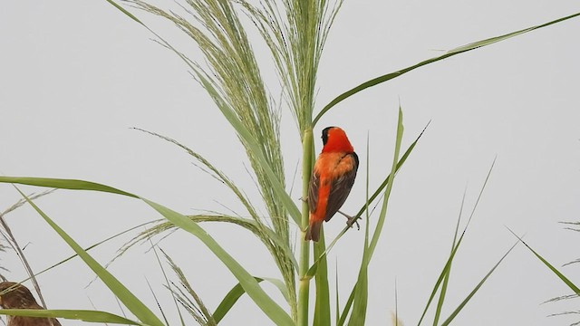 Southern Red Bishop - ML548231871