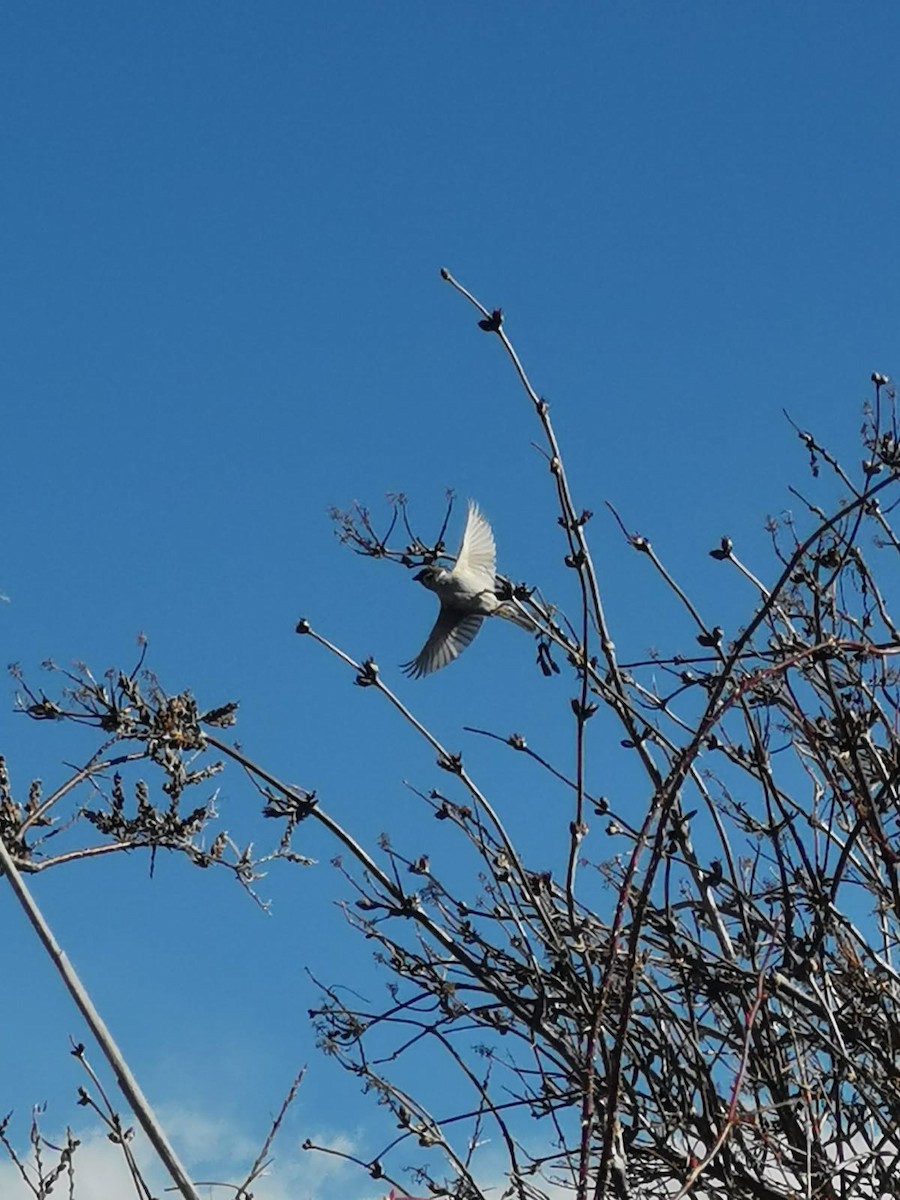 Eurasian Tree Sparrow - ML548232121