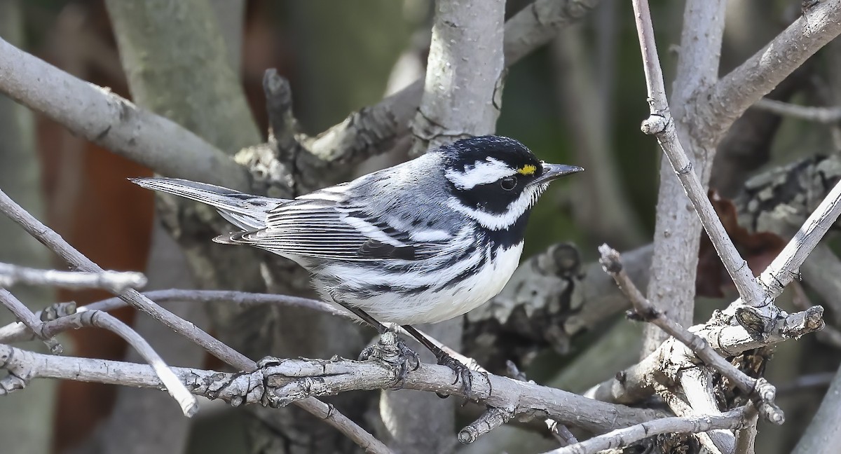 Black-throated Gray Warbler - ML548232801