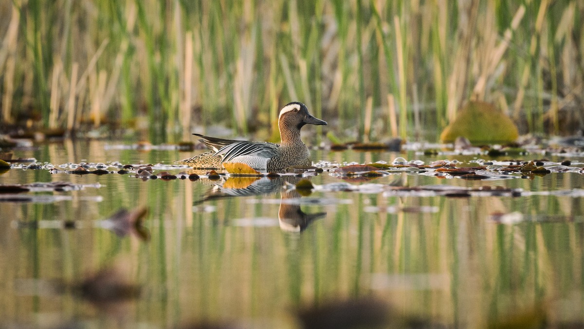 Garganey - Alper Tüydeş