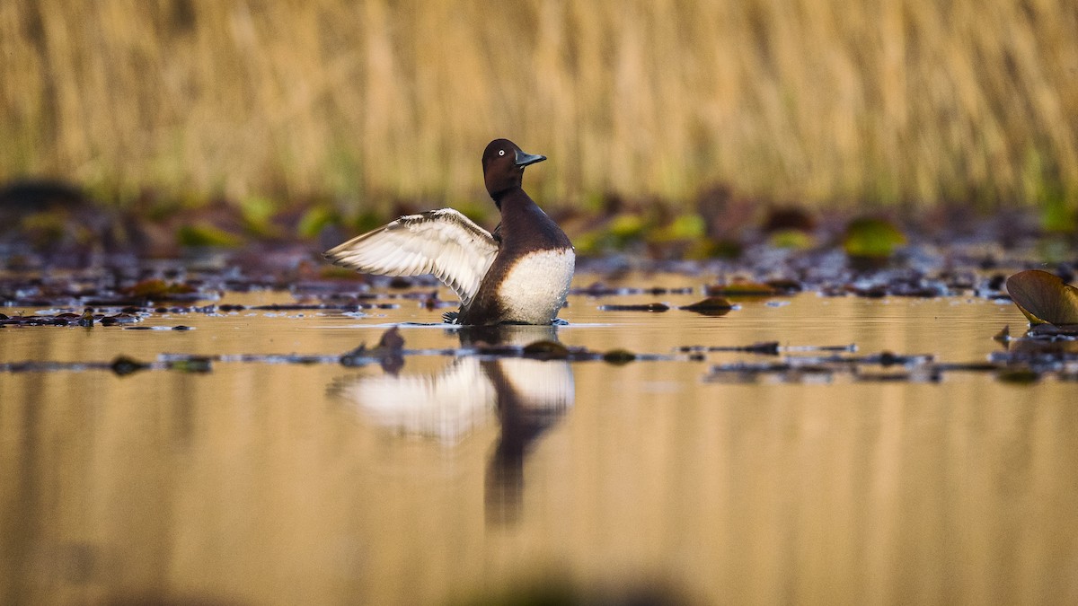 Ferruginous Duck - ML548235471