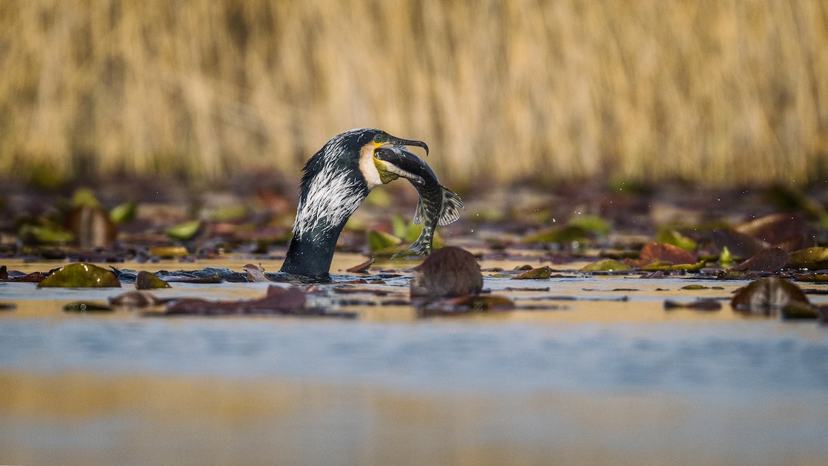 Great Cormorant - ML548235551