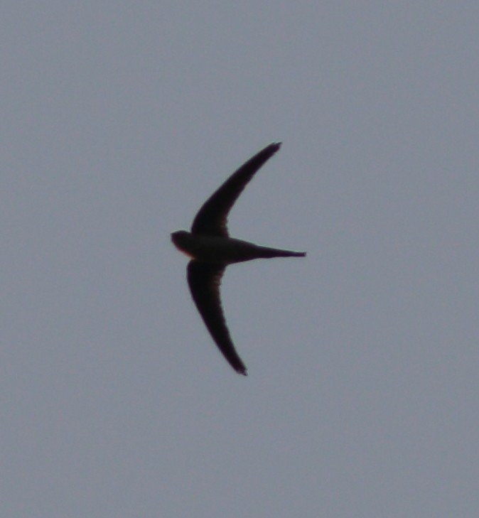 Asian Palm Swift - Able Lawrence